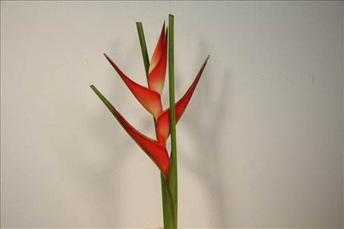 HELICONIA TROPICAL